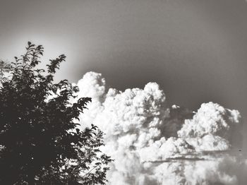 Low angle view of tree against sky