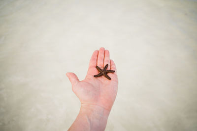 Cropped hand of person holding flower