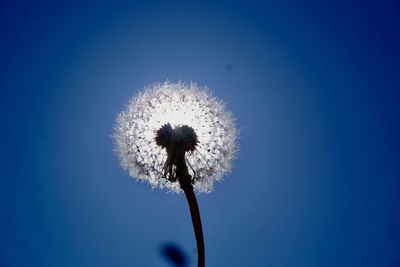Close-up of dandelion against blue sky