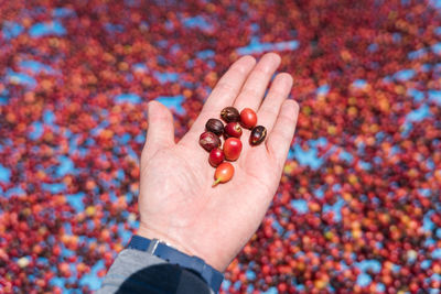 Close-up of hand holding fruits