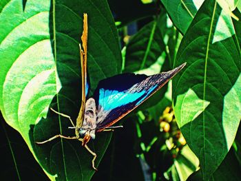 Butterfly perching on leaf