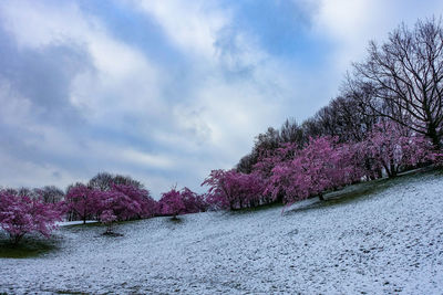 Pink flowers by river against sky