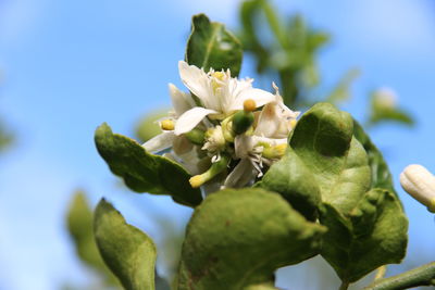 Low angle view of fresh flowers against sky