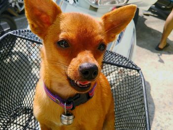 Close-up of chihuahua in shopping cart by motor scooter