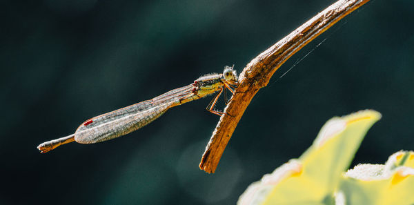 Close-up of insect on flower