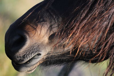 Close-up of horse