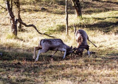 Deer fighting on field 