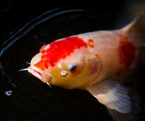 Close-up of fish swimming in sea