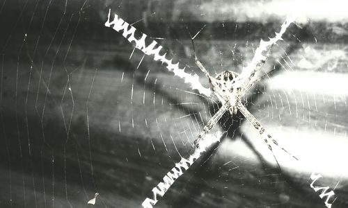 Close-up of spider on web