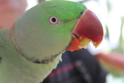 Extreme close up of bird