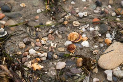 Close-up of pebbles on ground