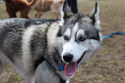 Close-up portrait of dog on field