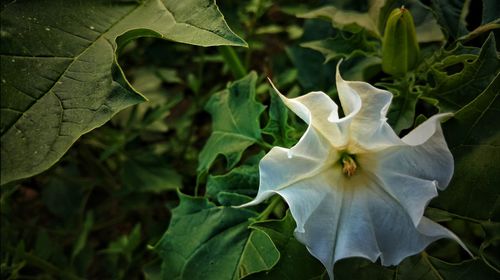 Close-up of flower blooming outdoors