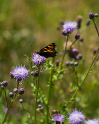 Close-up of butterfly pollinating on purple flower