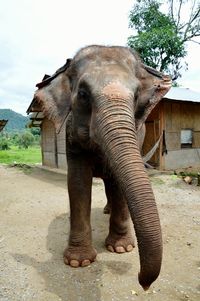 Close-up of elephant against sky