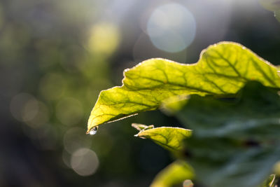 Close-up of yellow maple leaves