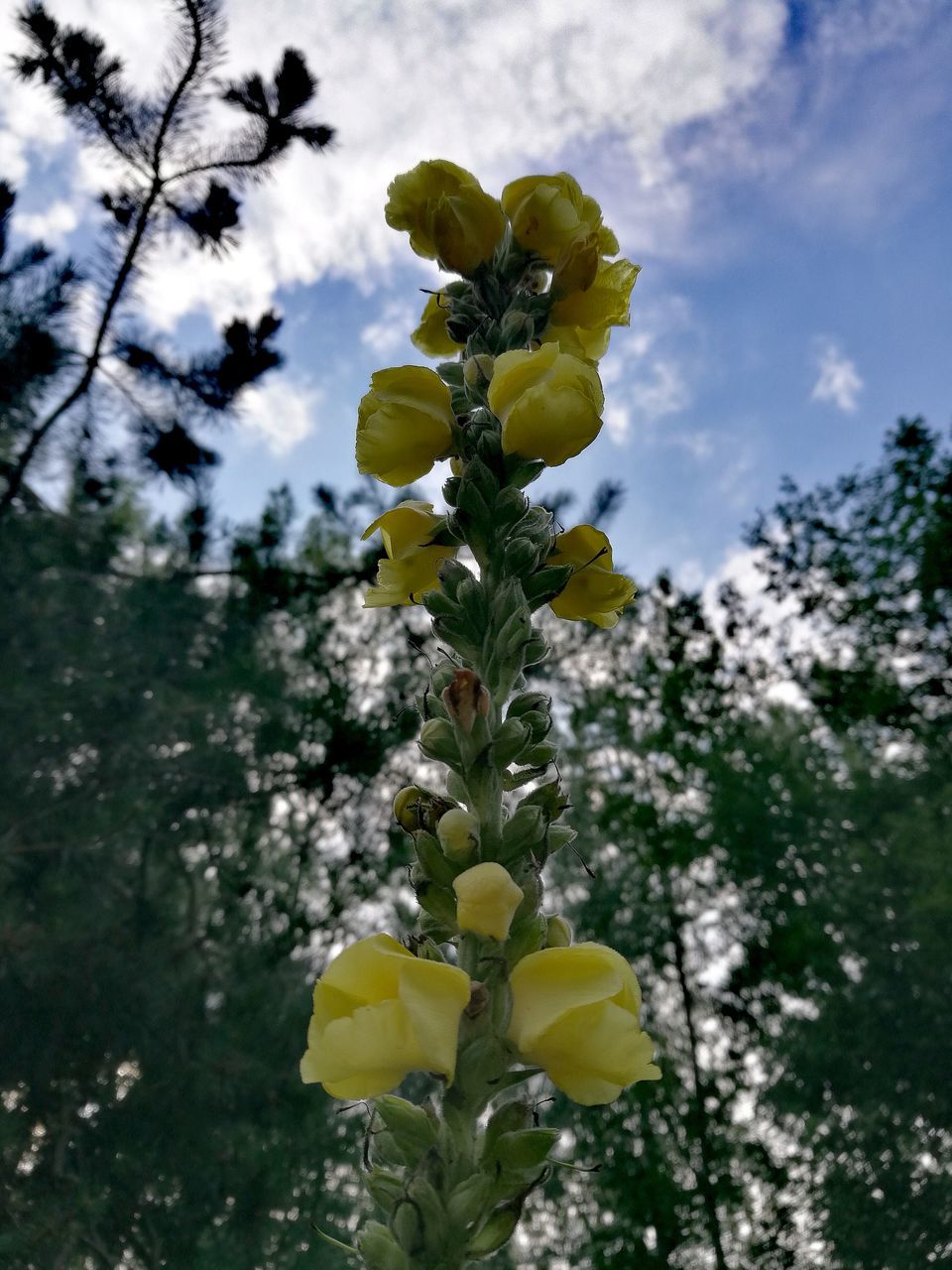 plant, growth, beauty in nature, flowering plant, flower, freshness, vulnerability, fragility, sky, nature, yellow, no people, tree, petal, close-up, day, cloud - sky, focus on foreground, outdoors, low angle view, flower head, springtime, spring