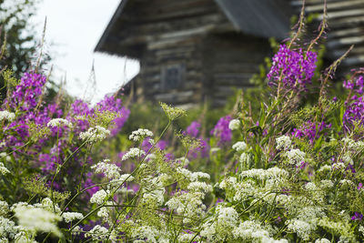 Purple flowering plants on field