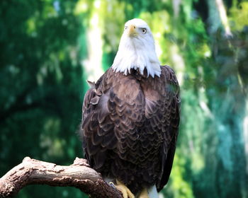 Close-up of eagle perching on branch