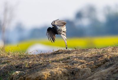 Close-up of bird flying against sky