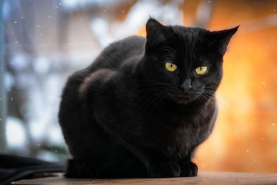 Portrait of black cat