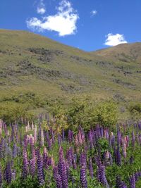 Purple flowers growing in field