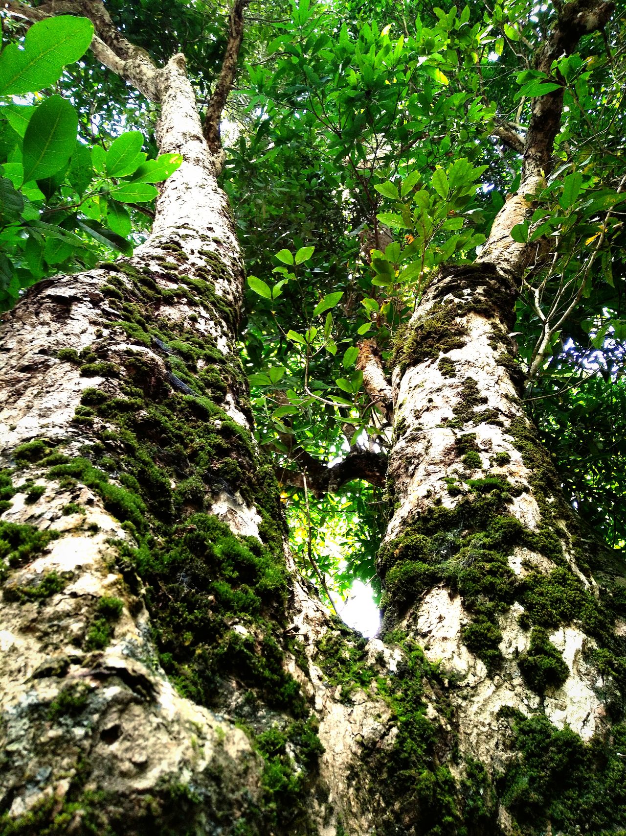 Trees and moss