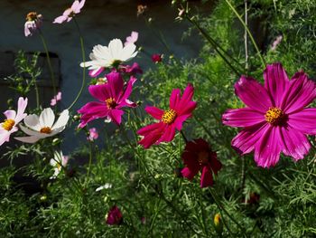 Close-up of pink flowering plants