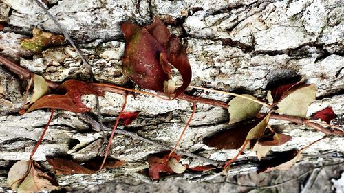 Close-up of leaves on ground