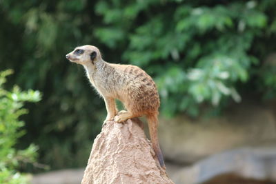 Meerkat on rock