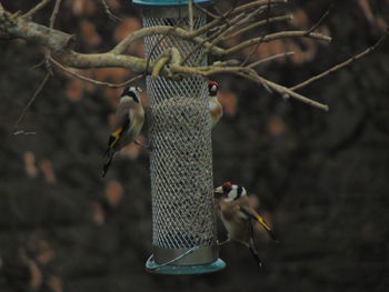 Close-up of birds on feeder