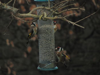 Close-up of bird on branch