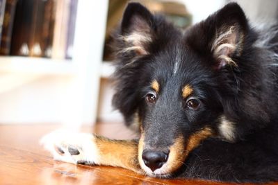 Close-up portrait of dog