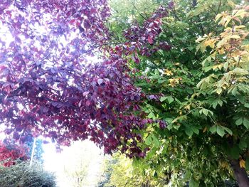 Low angle view of pink flowers on tree