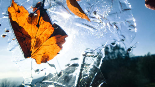 Close-up of frozen leaves