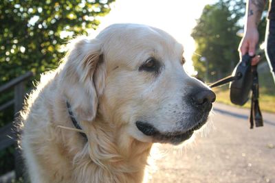 Close-up of golden retriever