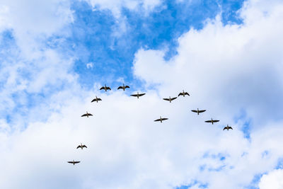 Low angle view of birds flying in sky