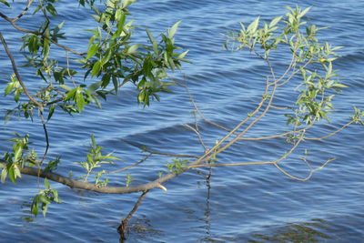 High angle view of plants floating on lake