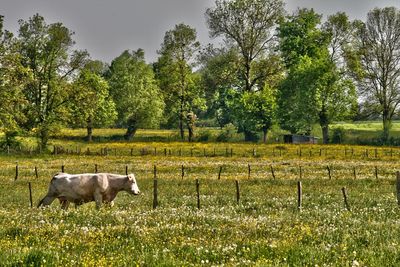 Cow on grassy field