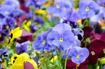 Close-up of purple flowering plants