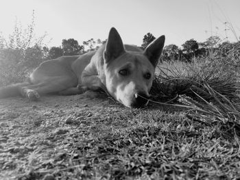 Portrait of dog lying on field