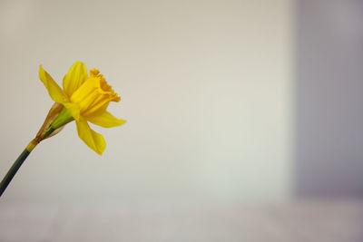 Close-up of yellow flower blooming outdoors