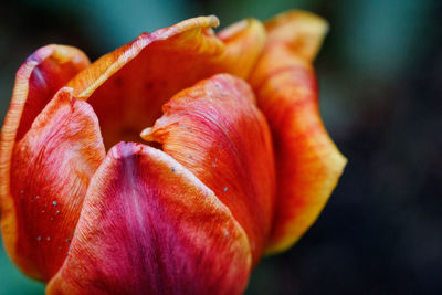 Close-up of orange rose flower