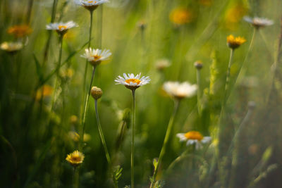 Close-up of flowering plant on field