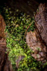 Close-up of moss growing on tree trunk