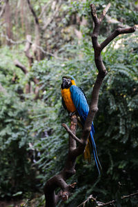 Blue and yellow macaw perching on tree stump by trees