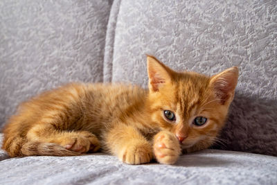 A small ginger kitten lies on the couch and looks at the camera. he is tired of playing