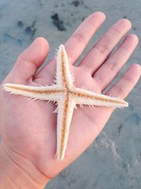 Close-up of cropped hand holding starfish