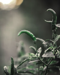 Close-up of green chili