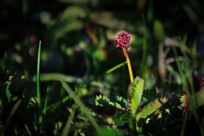 Close-up of flowering plant